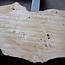 Poplar burl, Mappa slab, approx. 2600 x 750/500/770/800 x 65mm, 13189
