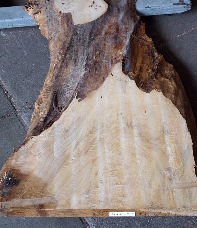 Poplar burl, Mappa slab, approx. 2600 x 750/500/770/800 x 65mm, 13189