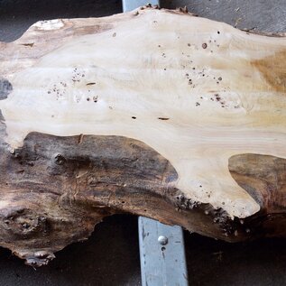 Poplar burl, Mappa slab, approx. 2600 x 750/500/770/800 x 65mm, 13189