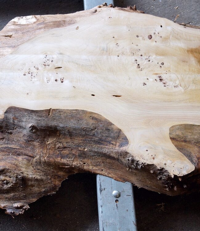 Poplar burl, Mappa slab, approx. 2600 x 750/500/770/800 x 65mm, 13189