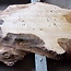 Poplar burl, Mappa slab, approx. 2600 x 750/500/770/800 x 65mm, 13189