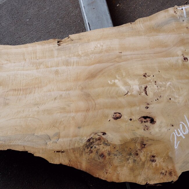 Poplar burl, Mappa slab, approx. 2400 x 660/400/340 x 70mm, 13190