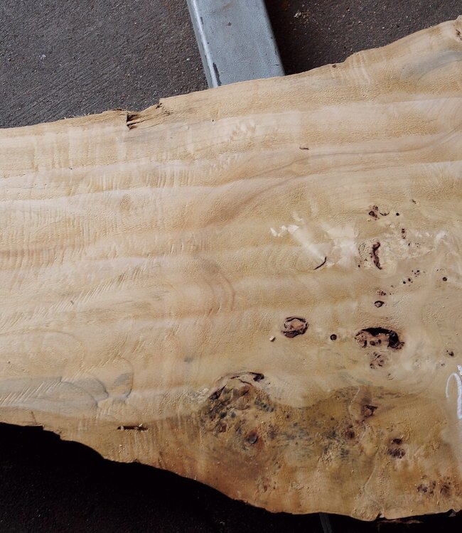 Poplar burl, Mappa slab, approx. 2400 x 660/400/340 x 70mm, 13190