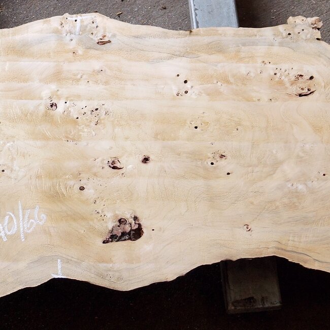 Poplar burl, Mappa slab, approx. 2400 x 660/400/340 x 70mm, 13190
