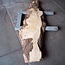 Poplar burl, Mappa slab, approx. 2400 x 660/400/340 x 70mm, 13190