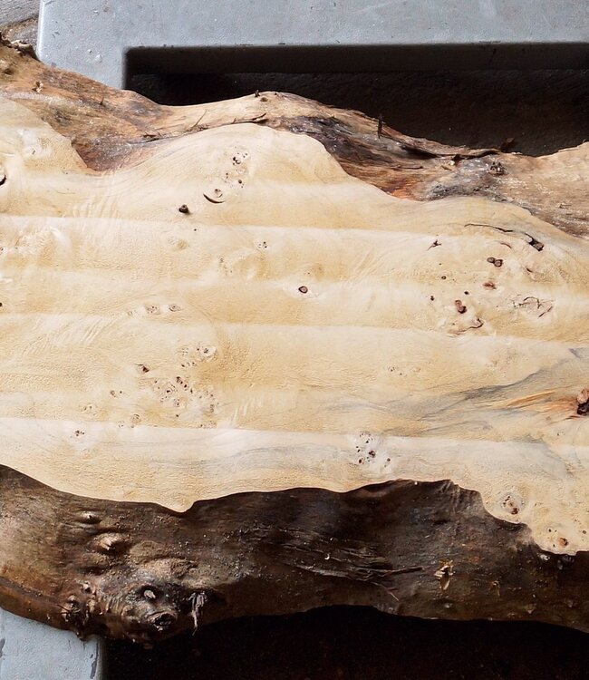 Poplar burl, Mappa slab, approx. 2400 x 660/400/340 x 70mm, 13190