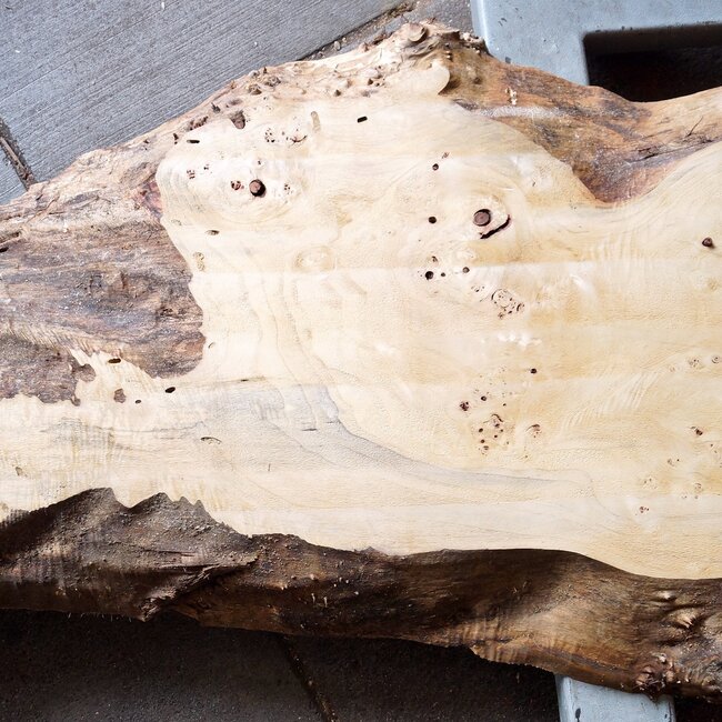 Poplar burl, Mappa slab, approx. 2400 x 660/400/340 x 70mm, 13190