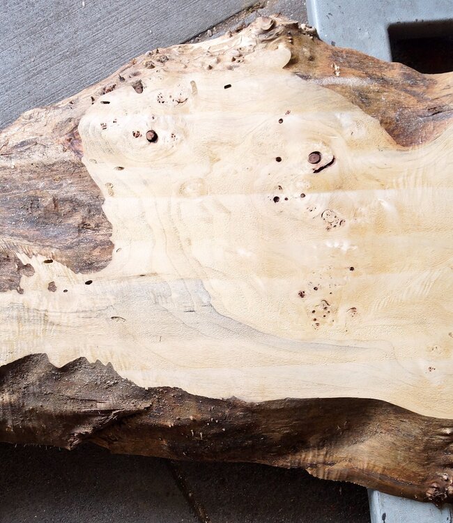 Poplar burl, Mappa slab, approx. 2400 x 660/400/340 x 70mm, 13190