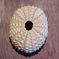Sea-Urchin shell, rose, approx. 4 cm in diameter
