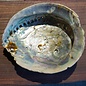 Abalone Shell, Haliotis midae