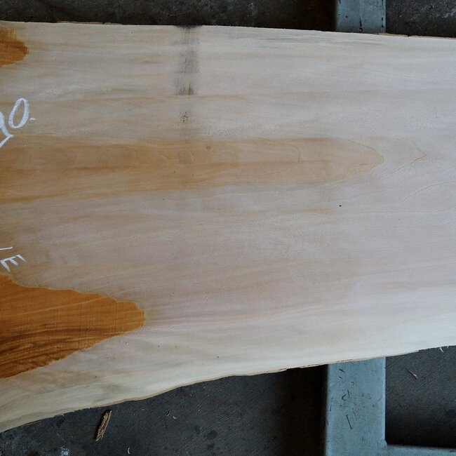 Platane, ca. 2600 x 650 x 65 mm, 12478