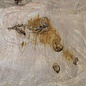 Ash, burl, approx. 300 x 300 x 52mm, 3,3kg