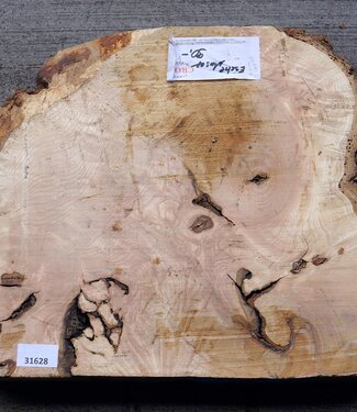 Ash, burl, approx. 370 x 355 x 50mm, 5kg