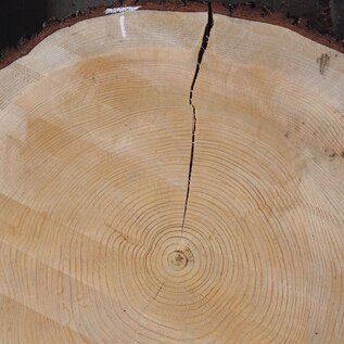 Lebanon Cedar, approx. 830 x 820 x 80mm, 13220, 22kg