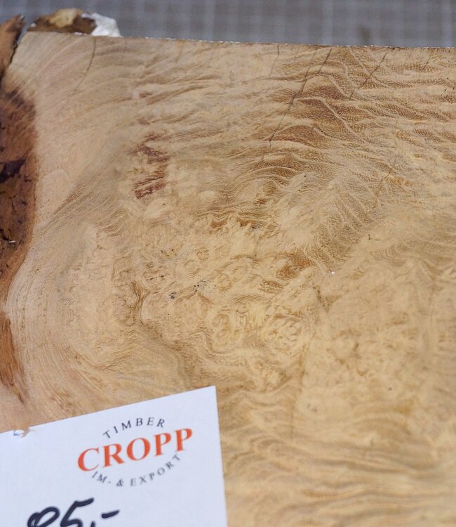 Robinia, European Locust Burl approx. 320 x 220mm, 4,06kg