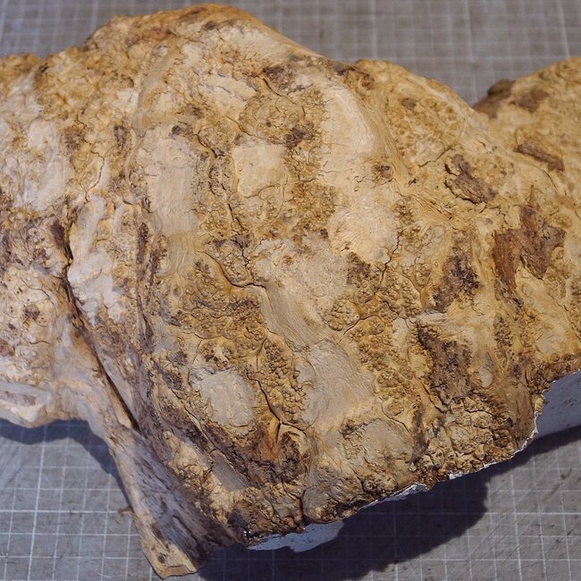Robinia, European Locust Burl approx. 320 x 220mm, 4,06kg