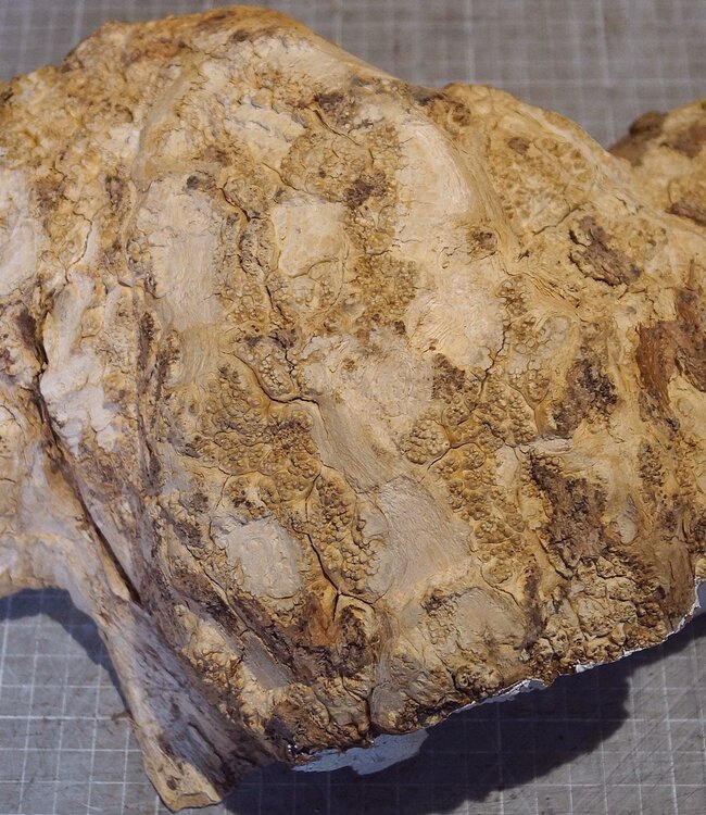 Robinie Maser, ca. 320 x 220mm, 4,06kg