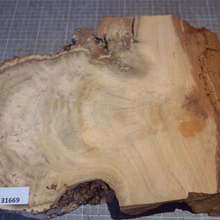 Robinia, European Locust Burl approx. 700 x 300 x 50mm, 5,74kg