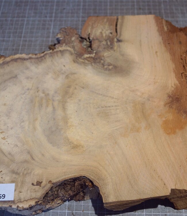 Robinie Maser, ca. 700 x 300 x 50mm, 5,74kg