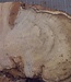 Robinia, European Locust Burl approx. 700 x 300 x 50mm, 5,74kg