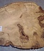 Robinia, European Locust Burl approx. 580 x 485 x 45mm, 7,38kg
