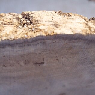 Robinia, European Locust Burl approx. 580 x 485 x 45mm, 7,38kg