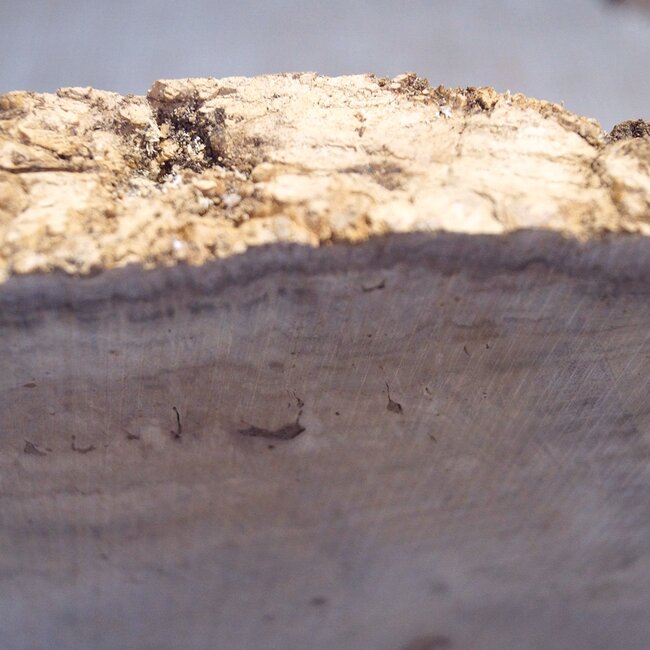 Robinia, European Locust Burl approx. 580 x 485 x 45mm, 7,38kg