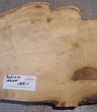 Robinia, European Locust Burl approx. 550 x 410 x 45mm, 5,7kg