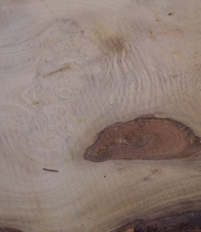 Robinia, European Locust Burl approx. 550 x 410 x 45mm, 5,7kg