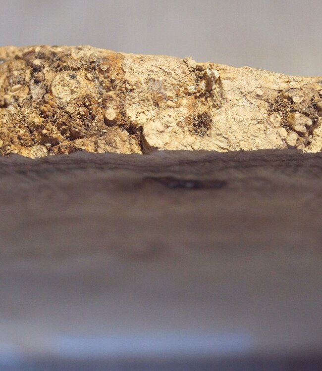 Robinia, European Locust Burl approx. 550 x 410 x 45mm, 5,7kg