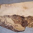 Robinia, European Locust Burl approx. 550 x 410 x 45mm, 5,7kg