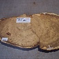 Robinia, European Locust Burl approx. 530 x 290 x 45mm, 3,6kg