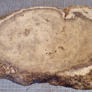 Robinia, European Locust Burl approx. 530 x 290 x 45mm, 3,6kg