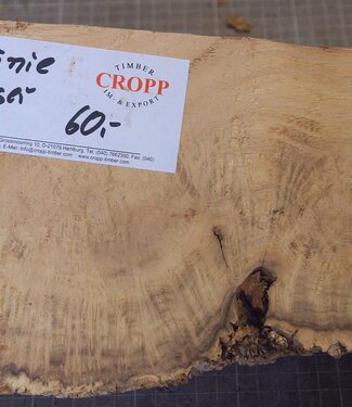 Robinia, European Locust Burl approx. 260 x 160 x 90mm, 2,94kg