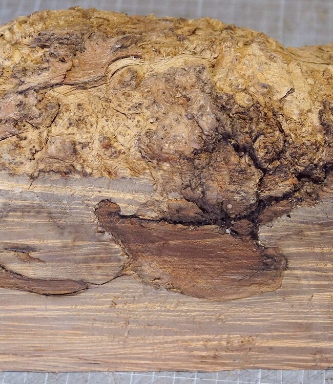 Robinia, European Locust Burl approx. 260 x 160 x 90mm, 2,94kg