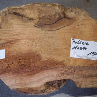 Robinia, European Locust Burl approx. 300 x 160mm, 7kg