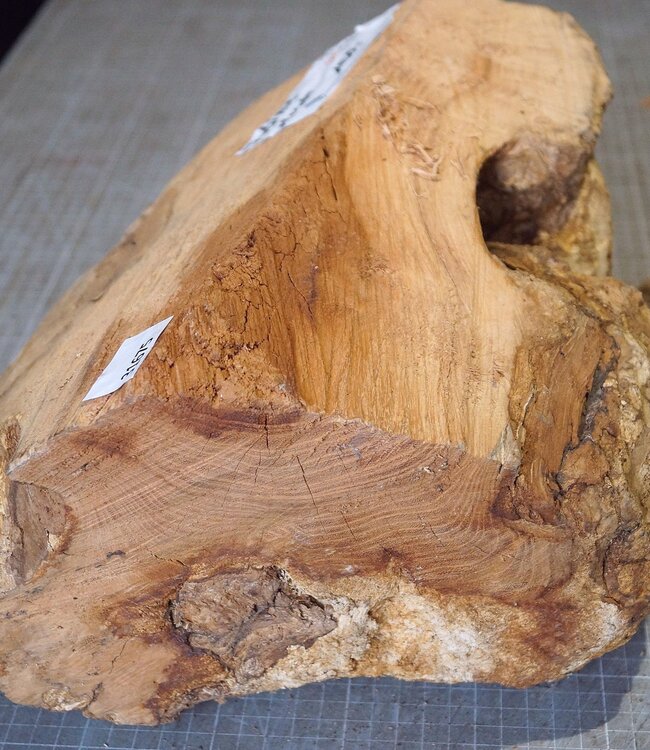 Robinia, European Locust Burl approx. 300 x 160mm, 7kg