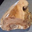 Robinia, European Locust Burl approx. 300 x 160mm, 7kg