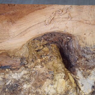 Robinia, European Locust Burl approx. 300 x 160mm, 7kg