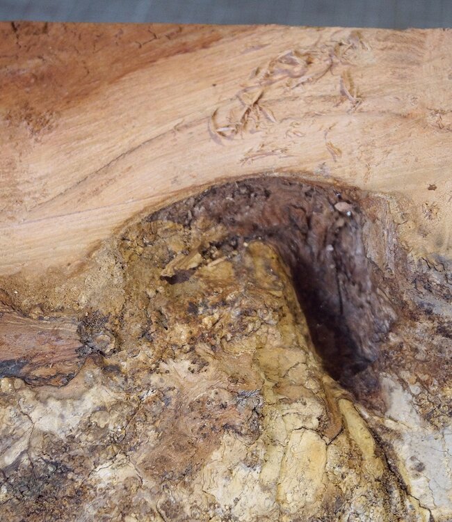 Robinia, European Locust Burl approx. 300 x 160mm, 7kg