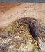 Robinia, European Locust Burl approx. 300 x 160mm, 7kg