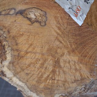 Robinia, European Locust Burl approx. 300 x 160mm, 7kg