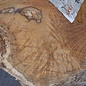 Robinia, European Locust Burl approx. 300 x 160mm, 7kg