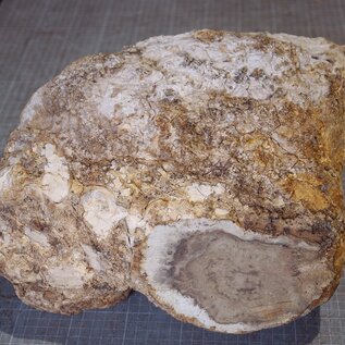 Robinia, European Locust Burl approx. 300 x 160mm, 7kg