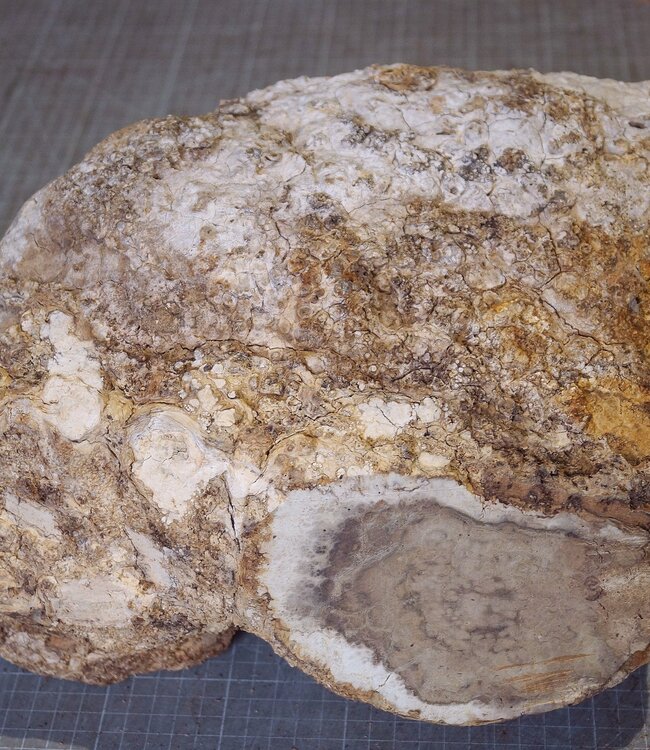 Robinia, European Locust Burl approx. 300 x 160mm, 7kg