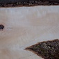 Pearwood, fiddleback, approx. 1200 x 690/380 x 30-50 mm, 13252