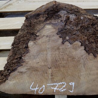Laurel, burl slab, approx. 550 x 500 x 65 mm, 40729