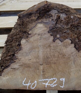 Laurel, burl slab, approx. 550 x 500 x 65 mm, 40729