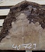 Laurel, burl slab, approx. 550 x 500 x 65 mm, 40729