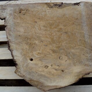 Laurel, burl slab, approx. 550 x 500 x 65 mm, 40729